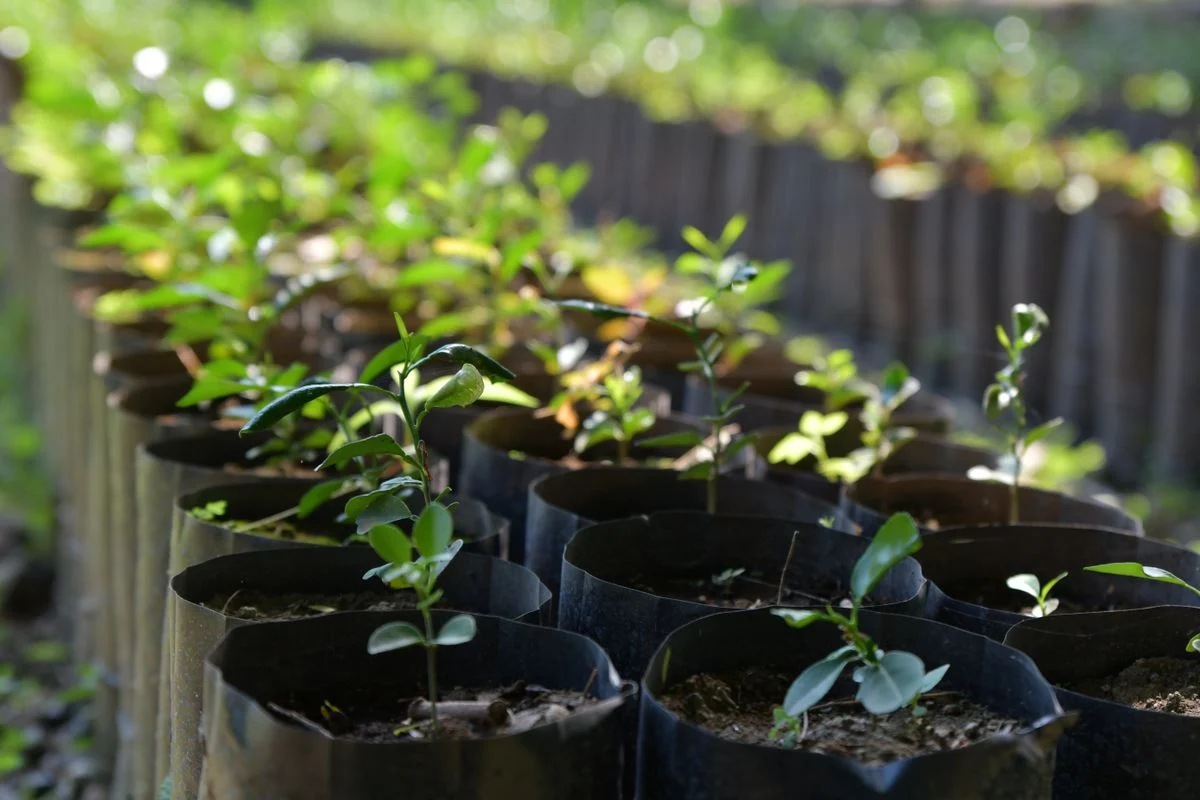 Pequenas mudas em recipientes de cultivo sob luz natural